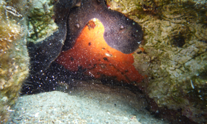 Stekfoto